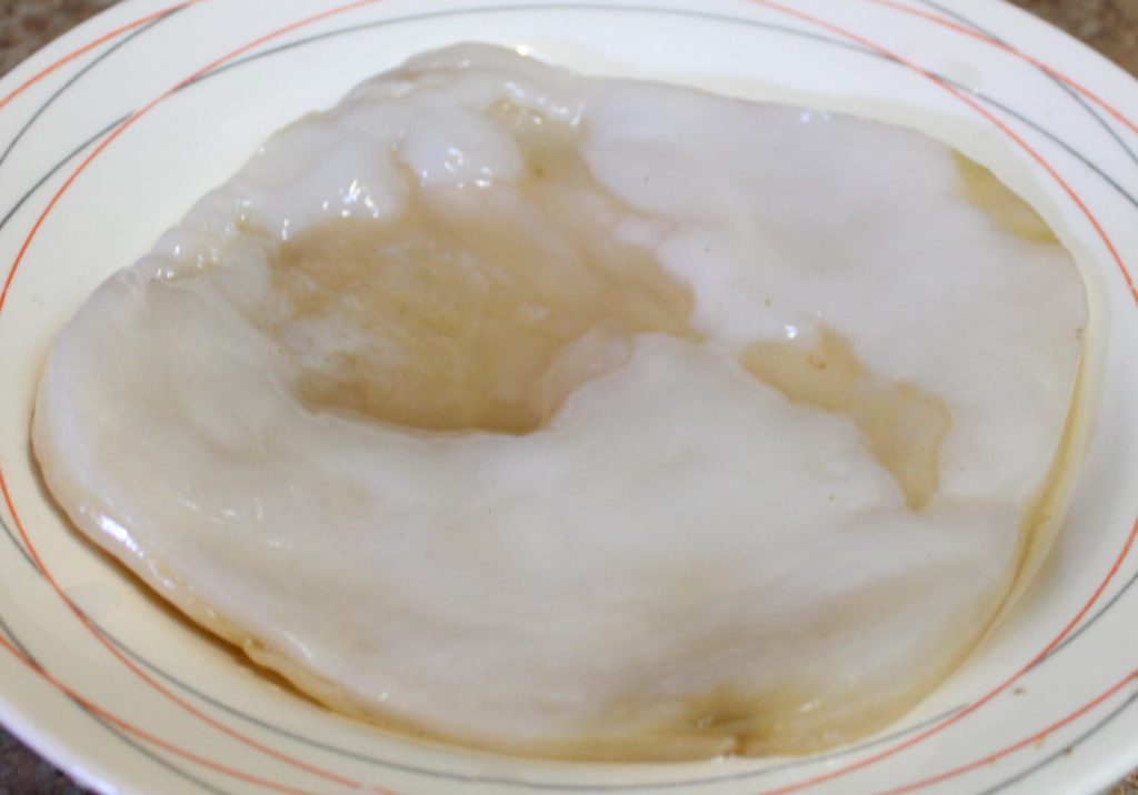 The SCOBY from my last batch. 